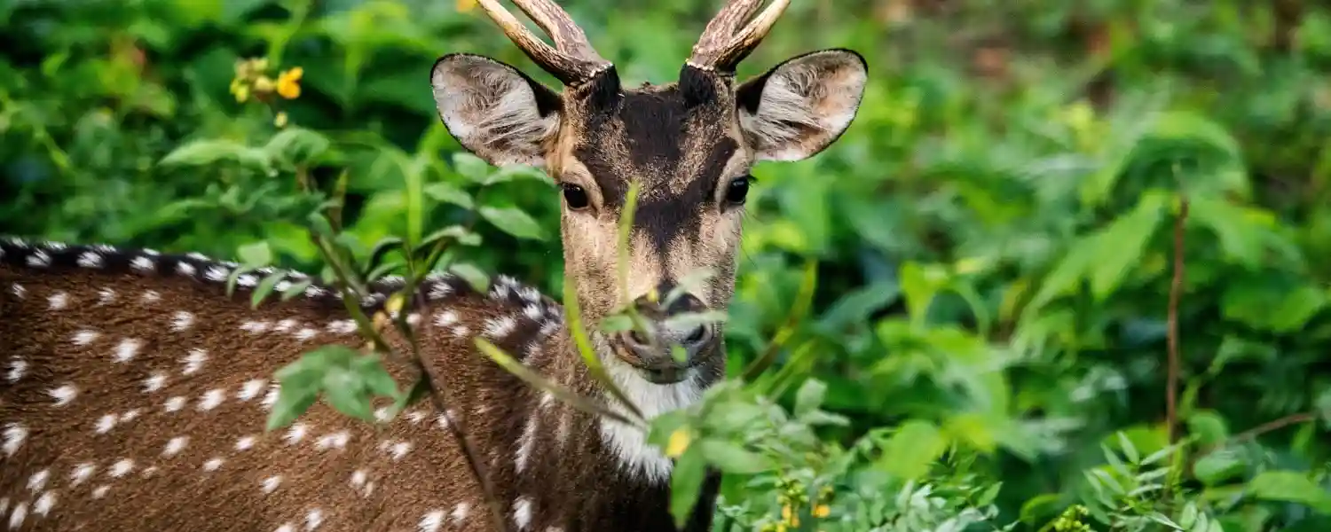 India's Tigers and Nature Trail-1